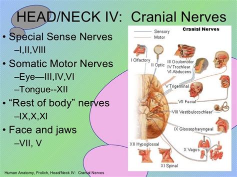 Headneck iv cranial nerves