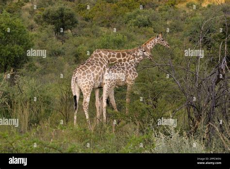 The giraffe is the tallest land-dwelling and largest ruminant mammal of ...