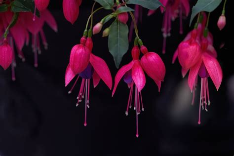 Fuschia 1080P, 2K, 4K, 5K HD wallpapers free download | Wallpaper Flare