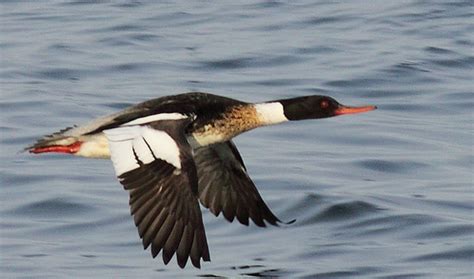 RED-BREASTED MERGANSER - Tourism Windsor Essex Pelee Island