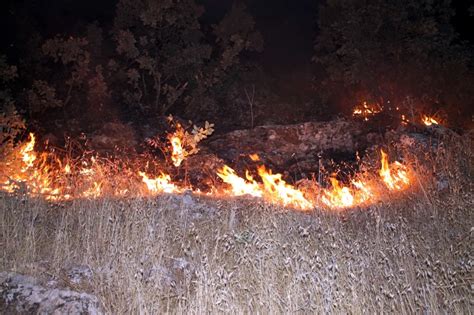 Midyat Ta Korkutan Orman Yang N Haberler