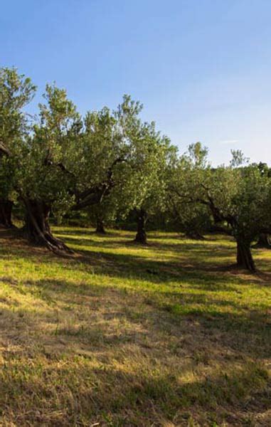 Colle Degli Ulivi Azienda Agricola