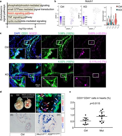 Nkx Regulation Of Notch Signaling Is Essential For Endocardial