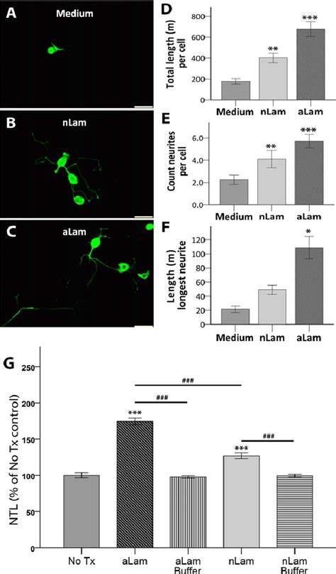 The Effect Of The Laminin Polymers Of Neurite Growth Of Cultured Drg