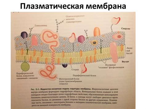 Молекулярная биология - презентация онлайн