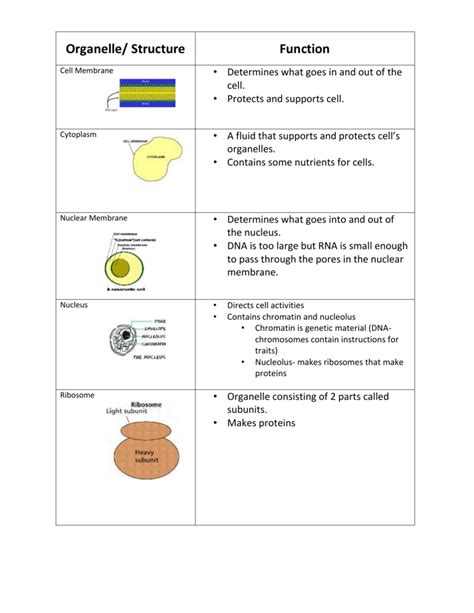 Organelle/ Structure Function