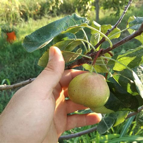 Fruits Seeker: X Sorbopyrus auricularis - sorbopero