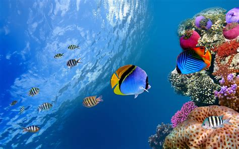 Underwater Coral Wallpapers Top Free Underwater Coral Backgrounds