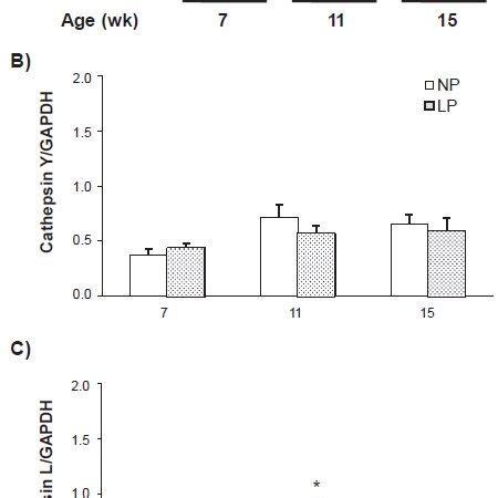 Change In The MRNA Expression Levels Of Cathepsins Y And L In The