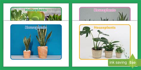 FREE Houseplants Photo Pack Teacher Made Twinkl