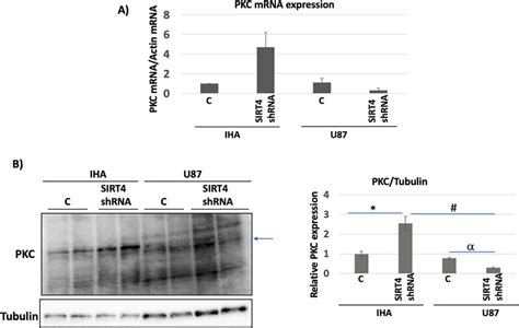 Pkc Expression Is Increased After Sirt4 Silencing In Iha Cells A Pkc Download Scientific