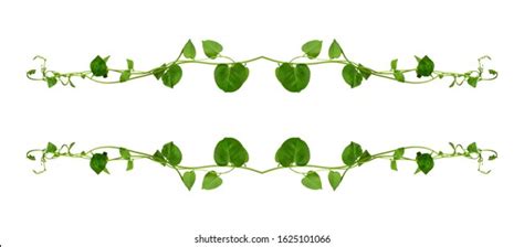 Set Isolated Jungle Vines Twisted Liana Stock Vector Royalty Free