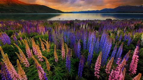 Lupin Cerca Del Lago Tekapo Nueva Zelanda Lipin Campo Hermoso Lago