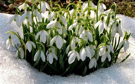 Садовые подснежники (Много фото!) - treepics.ru