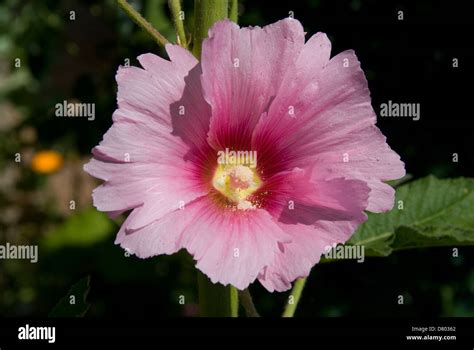 Althaea Rosea Australian Hollyhock Stock Photo Alamy