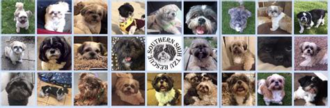 Southern Shih Tzu Rescue Rescuing And Rehoming Shih Tzu S