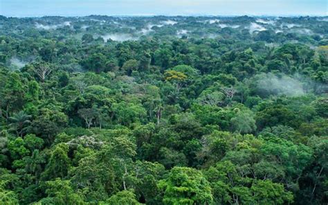 Scientists name the commonest tropical tree species for the first time ...