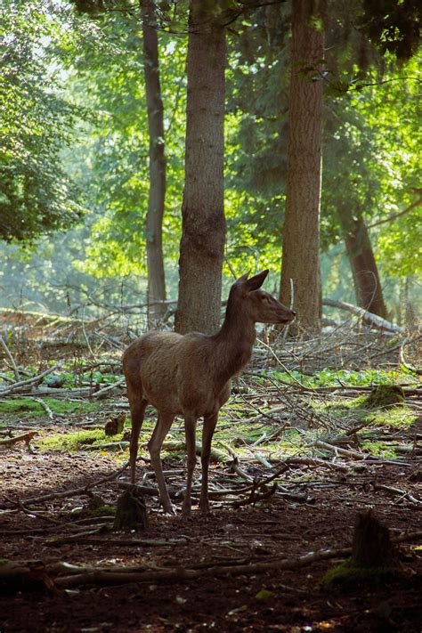 Deer Fallow Forest Free Photo On Pixabay Pixabay