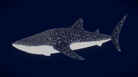 Whale Shark 3d Models Sketchfab