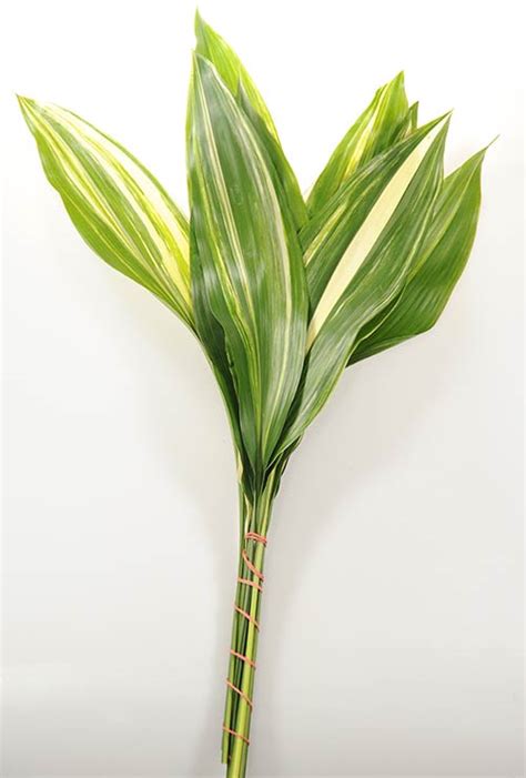 Aspidistra – Variegated | Ferntrust