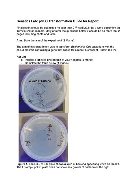 P Glo Transformation Report Guide Genetics Lab Pglo Transformation