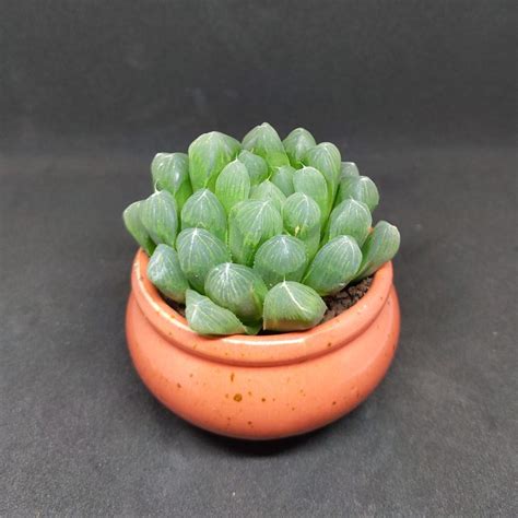 Haworthia Cooperi Pilifera Plants Sunnyplants