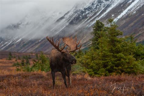 Moose Photo Gallery Of Moose Photography In Alaska And Wyoming Photos