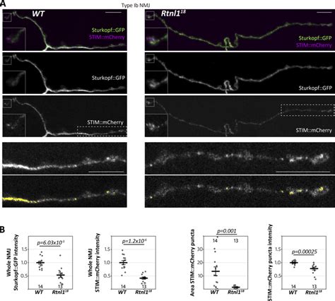 Rtnl Loss Depletes Presynaptic Stim And Reduces Stim Foci A