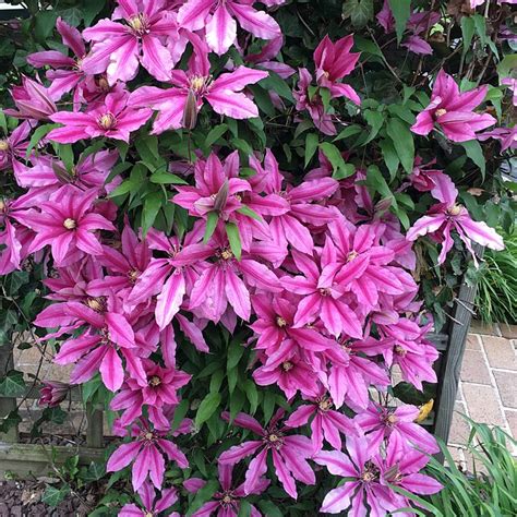 Gorgeous Climbing Clematis Climbing Clematis Clematis Plants