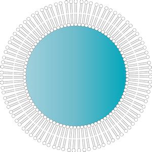 Phospholipid Bilayer | Definition, Function & Structure - Lesson ...