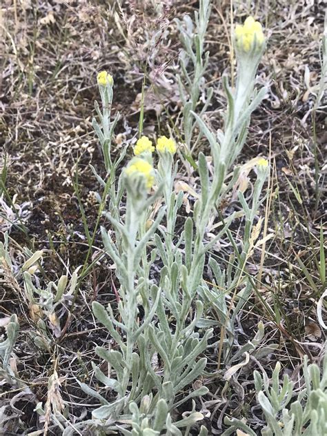 Sand Strohblume Helichrysum Arenarium Sand Strohblum Flickr