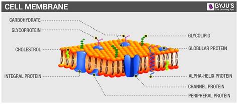 Cell Wall and Cell Membrane- Structure, Functions and Differences