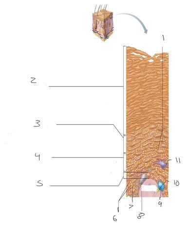 Stratum layers labling Flashcards | Quizlet