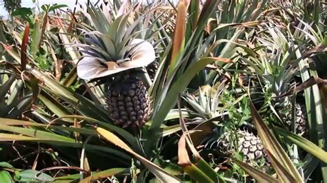 Pineapple Tree Farm