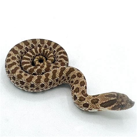 Western hognose snake babies