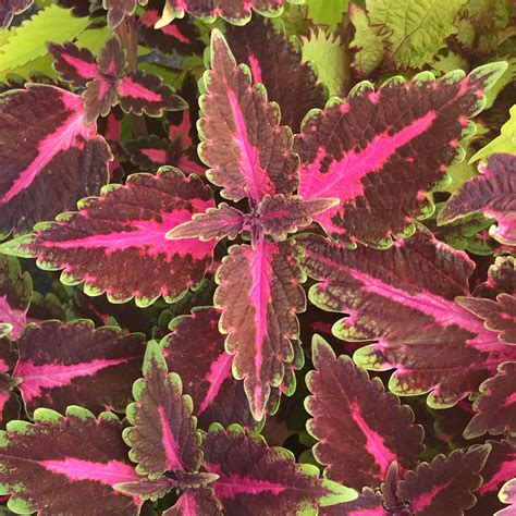 Coleus Seeds Beauty Of Lyon Etsy In 2022 Flower Seeds Rare Seeds