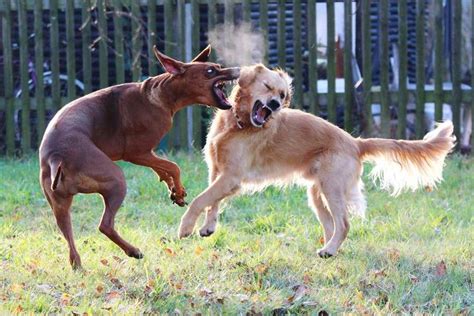 ¿cómo Detener Una Pelea De Perros Sin Salir Afectados