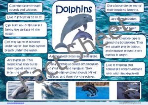 Dolphin Facts - MindingKids