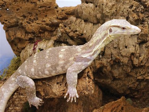 Asian Water Monitor Breeding And Care Tips Reptiles Magazine My Race