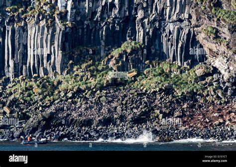 Basalt cliffs, Antipodes Islands New Zealand Stock Photo - Alamy