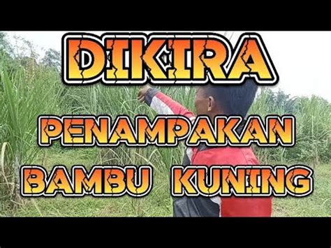 Penampakan Bambu Kuning Saat Berburu Bonsai Di Alam Liar Youtube