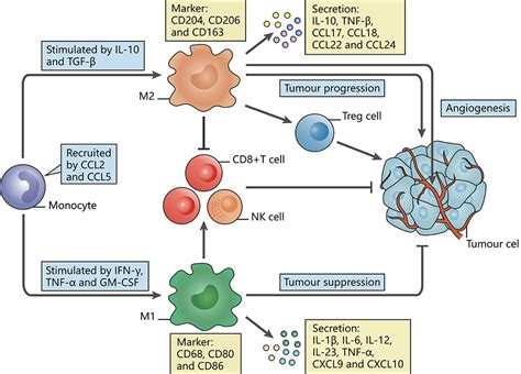 Frontiers Redefining Tumor Associated Macrophage Subpopulations And