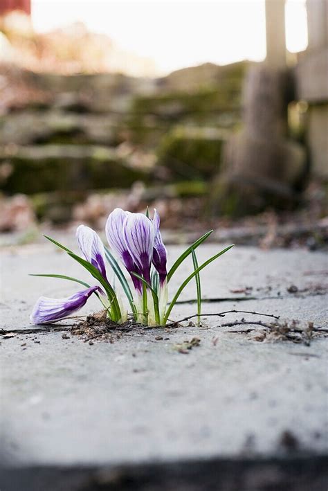 Fr Hlings Krokus Crocus Vernus Bild Kaufen