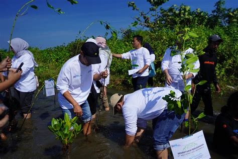 Pelindo Jasa Maritim Kolaborasi Dengan Komunitas Tanaman Mangrove