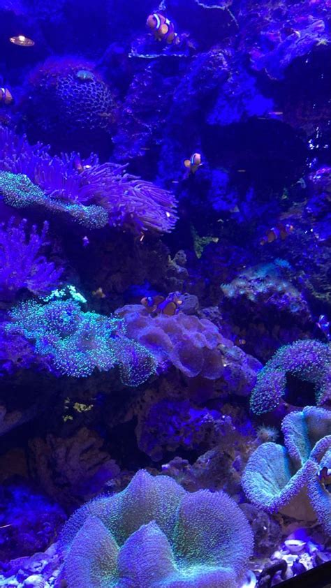 An Aquarium Filled With Lots Of Different Types Of Corals And Sea