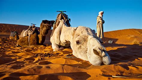 Camel Trekking & Excursions | Destination Morocco Tours