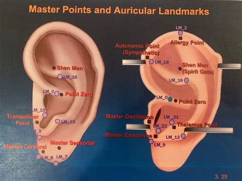 O Auricular Master Pt Locations Functions Flashcards Quizlet