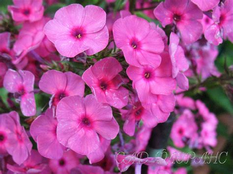 Сад Флоранс - Флоксы - (Phlox)