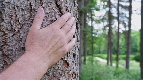 masculino mano suavemente toques el ladrar de un antiguo árbol en un