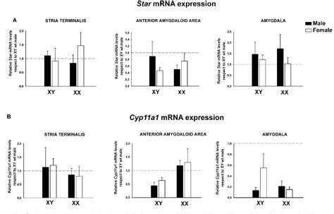 Pdf Sex Chromosome Complement Determines Sex Differences In Aromatase